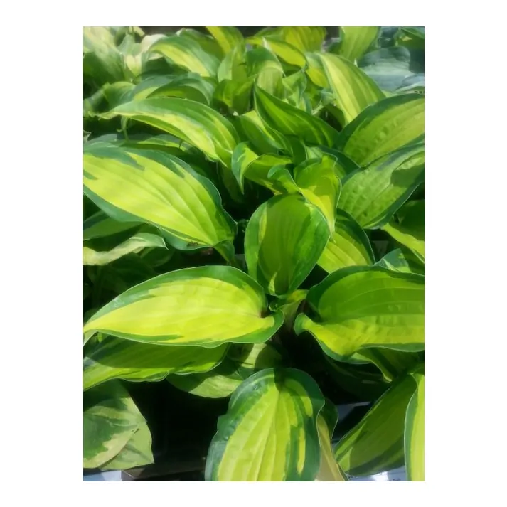 Hosta 'Island Breeze' (Plantain Lily)