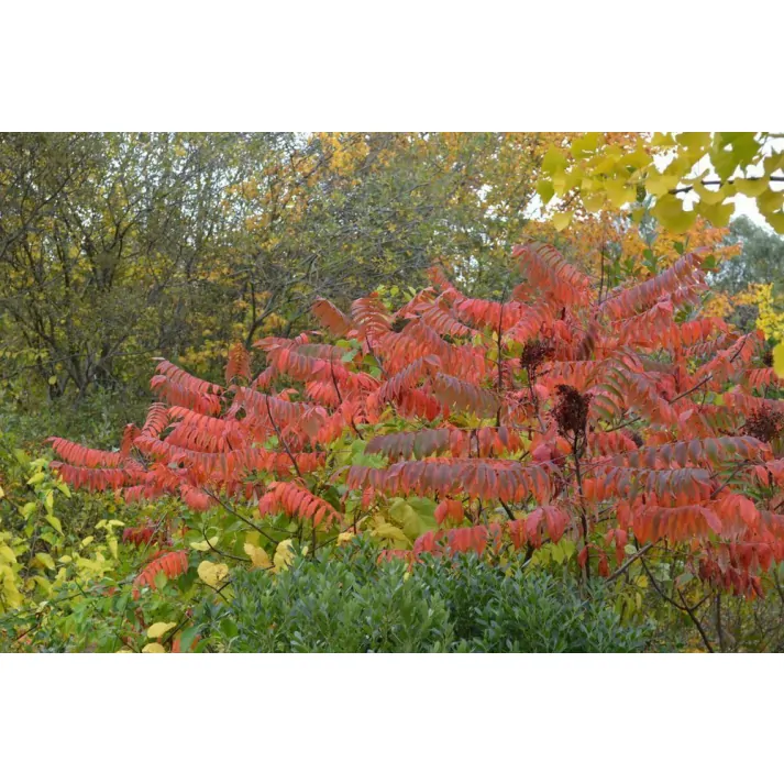 Rhus typhina #3 (Staghorn Sumac) - Scioto Gardens Nursery