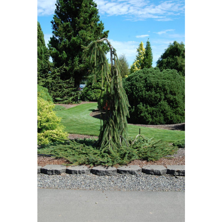 Picea abies 'Cobra' - Cobra Norway Spruce Broken Arrow Nursery