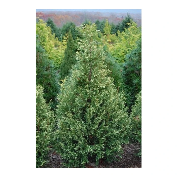Thuja occidentalis 'Wansdyke Silver' - Wansdyke Silver