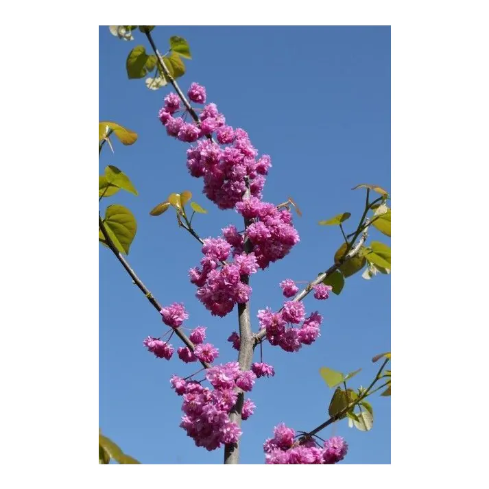 Cercis canadensis 'Pink Pom Poms' PP 27630 - Pink Pom Poms Eastern Redbud  Broken Arrow Nursery