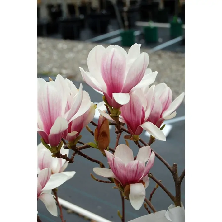 Magnolia x soulangiana 'Milliken' - Milliken Saucer Magnolia 