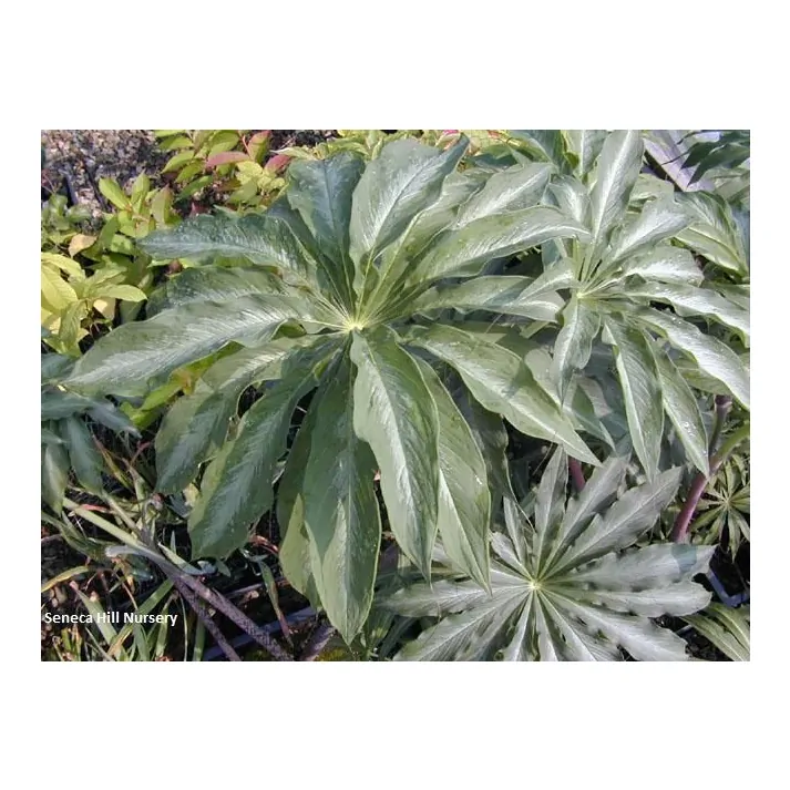 Arisaema consanguineum 'Siren's Song' - Siren's Song Himalayan