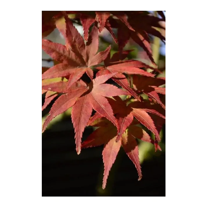 Hochstamm Fächerahorn Mikawa Yatsubusa 60-80cm Acer palmatum 