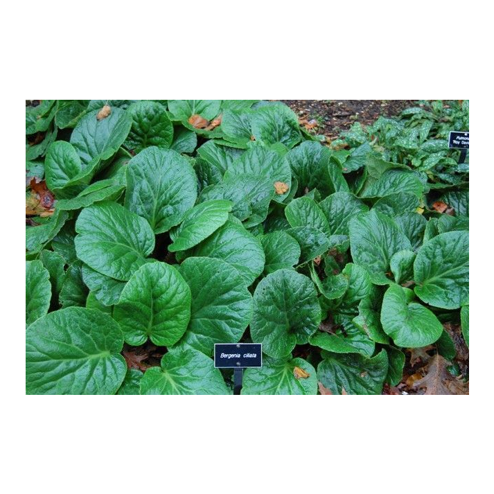 Bergenia Ciliata Fringed Bergenia Broken Arrow Nursery