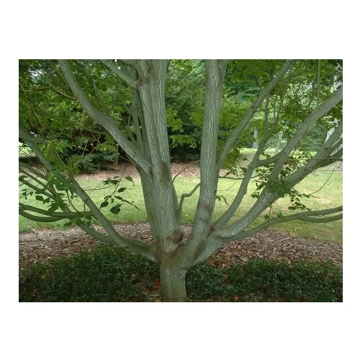 Acer davidii ssp. grosseri 'Dawes Emerald Tiger' - Dawes Emerald Tiger  Maple Broken Arrow Nursery