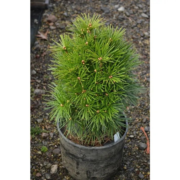 Sciadopitys verticillata 'Green Star' - Iseli Nursery