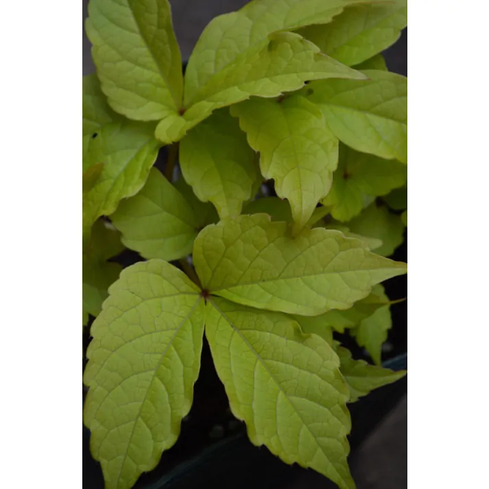 Parthenocissus tricuspidata 'Fenway Park', Golden Boston Ivy