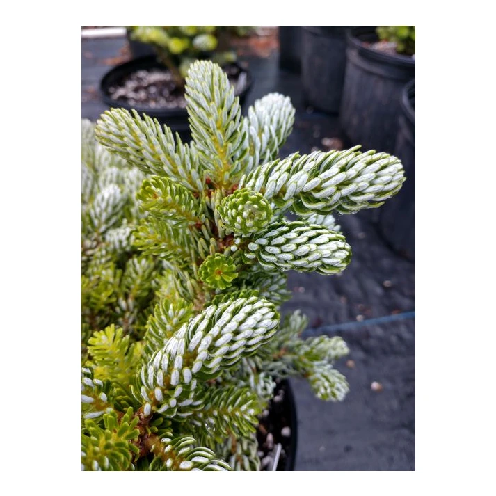 Abies Koreana Icebreaker Icebreaker Korean Fir Broken Arrow Nursery