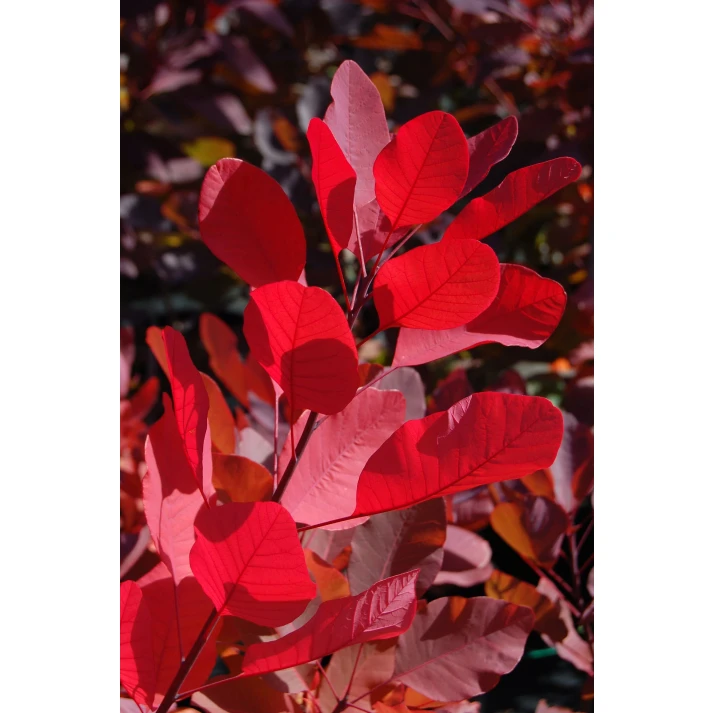 Cotinus x 'Grace' - Grace Hybrid Smokebush Broken Arrow Nursery