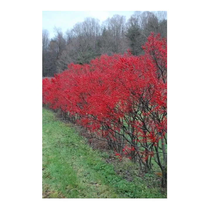 jubilæum frugthave Sikker Ilex verticillata 'Winter Red' - Winter Red Winterberry Holly Broken Arrow  Nursery