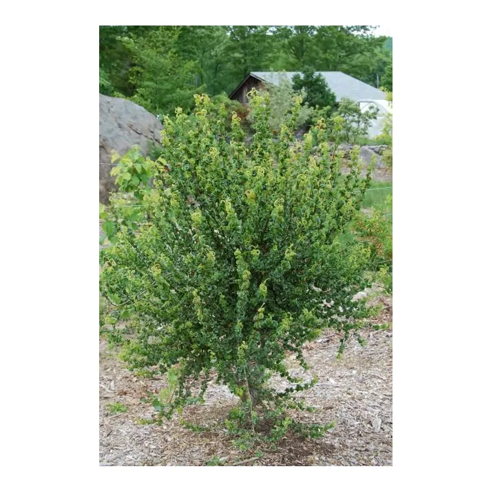 Salix babylonica 'Crispa' - Ram's Horn Willow Broken Arrow Nursery