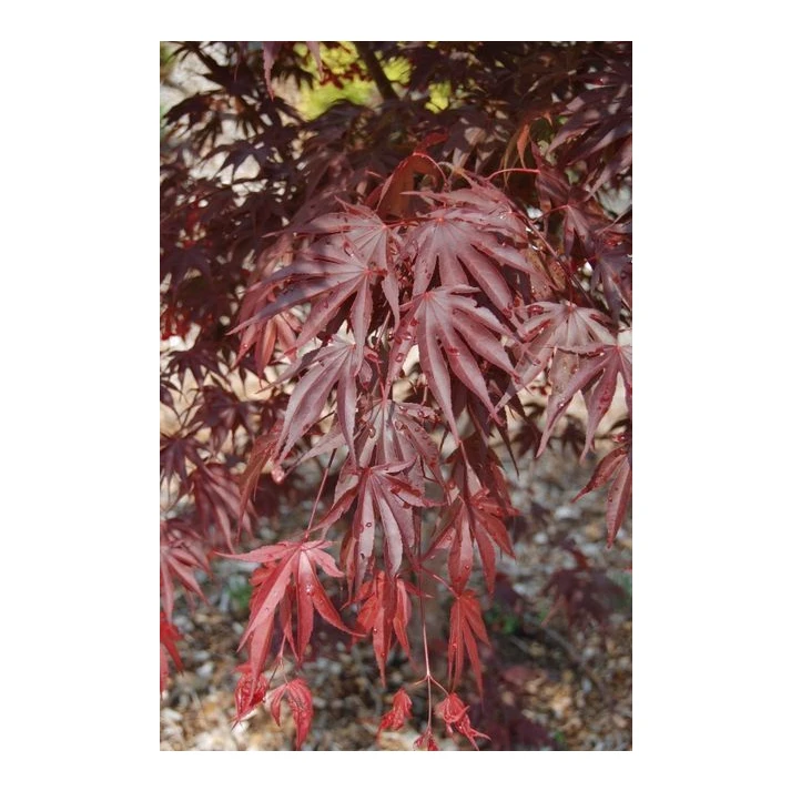 Acer x 'Red Dawn' (Acer shirasawanum 'Red Dawn') - Red Dawn