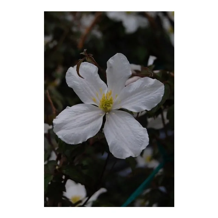 Clematis montana - Large Flowered Montana Clematis Broken Arrow Nursery