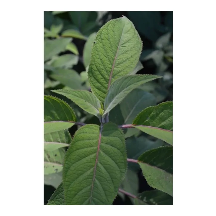 Image of Hydrangea aspera villosa leaf