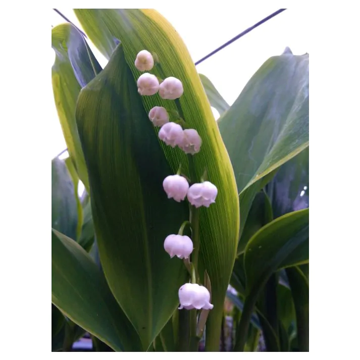 Buy lily-of-the-valley Convallaria majalis: Delivery by Waitrose Garden