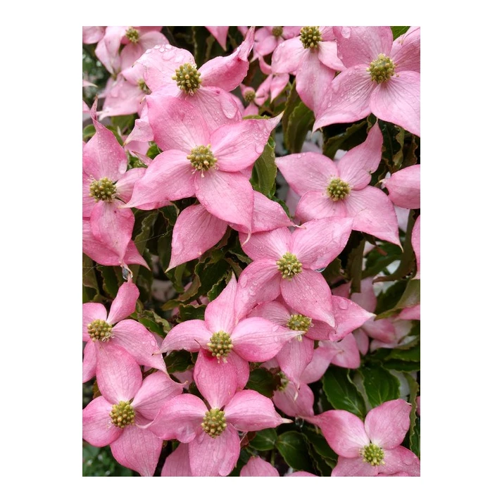 Pink kousa dogwood discount