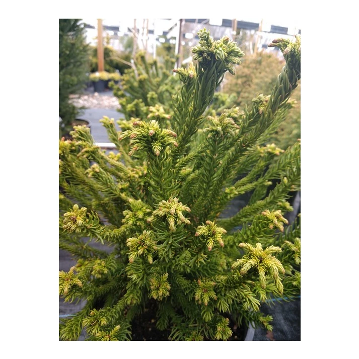 Everything you need to know about Japanese Cedar – Cryptomeria