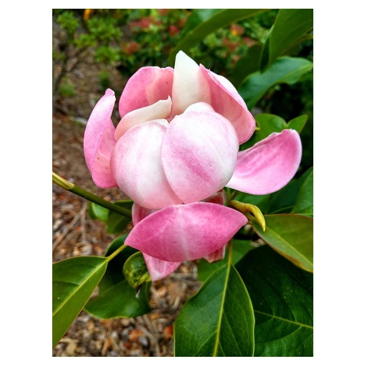 Magnoliarose Leonard Messel Magnolia - J. Frank Schmidt & Son Co.