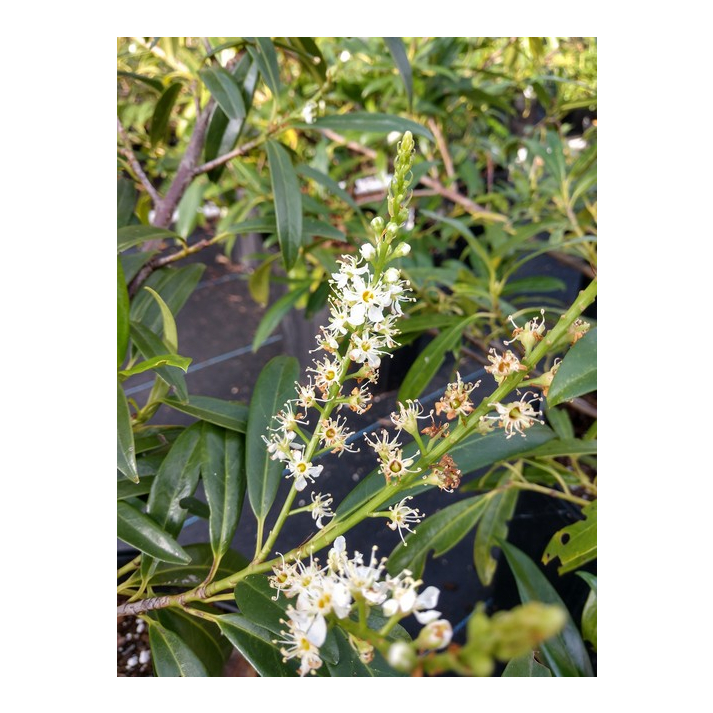 Prunus Laurocerasus Zabeliana Zabel S Cherry Laurel Broken Arrow Nursery