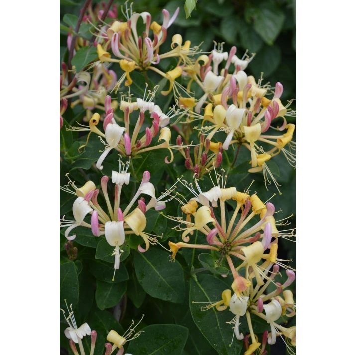 Lonicera periclymenum 'Munster' - Munster Woodbine Honeysuckle Broken Arrow  Nursery