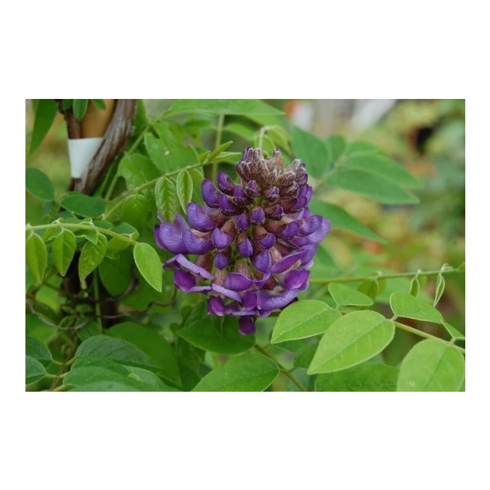 Wisteria frutescens 'Longwood Purple' - Longwood Purple American Wisteria  Broken Arrow Nursery