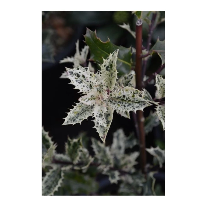 Ilex aquifolium 'Ron's Variegated' - Ron's Variegated English Holly Broken  Arrow Nursery