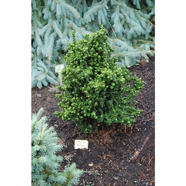 Ilex crenata 'Dwarf Pagoda' - Dwarf Pagoda Japanese Holly Broken