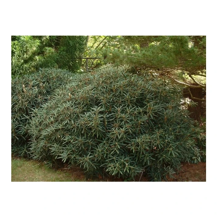 taxus baccata 200 225 Yew Cone main image 0