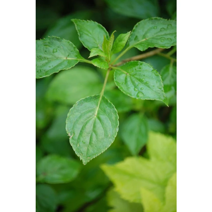 Healuhria ハーフスパ Helwingia japonica - Japanese Helwingia Broken Arrow Nursery