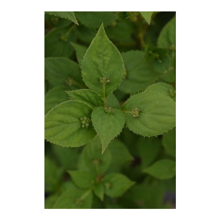 Helwingia japonica - Japanese Helwingia Broken Arrow Nursery