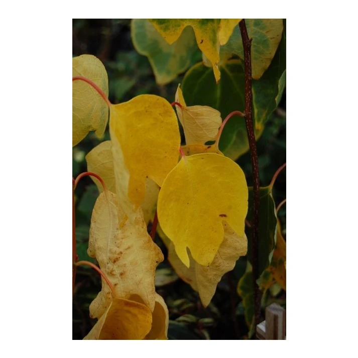 Lindera obtusiloba - Japanese Spicebush Broken Arrow Nursery