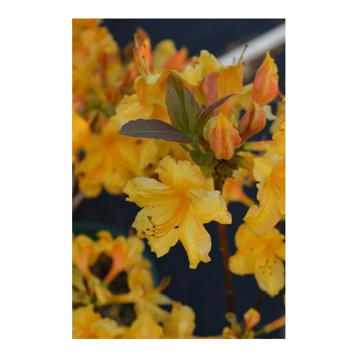 zwerg stechpalme Zwerg-Stechpalme - Ilex crenata Stokes