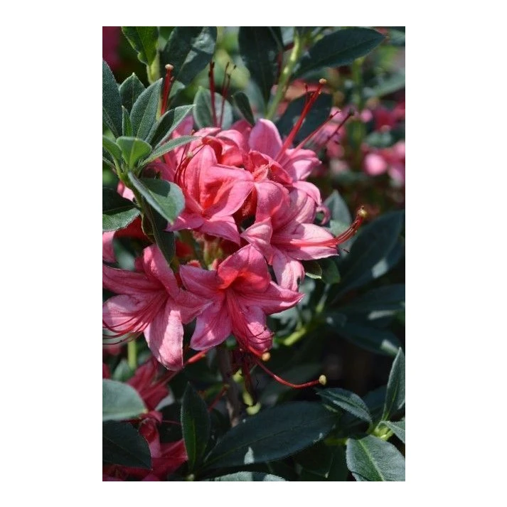 Rhododendron x 'Millennium' - Millennium Hybrid Azalea