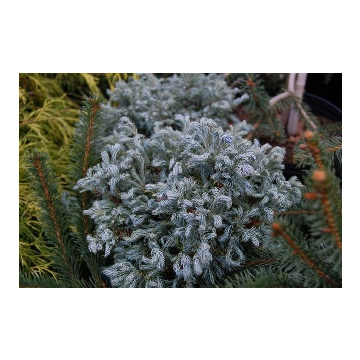 Chamaecyparis pisifera 'Curly Tops' - Curly Tops Sawara False