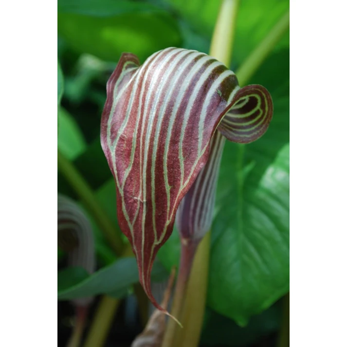 Arisaema fargesii - Chinese Cobra Lily Broken Arrow Nursery