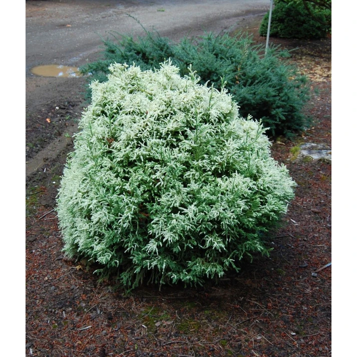Cryptomeria japonica 'Knaptonensis' - Knaptonensis Japanese Cedar