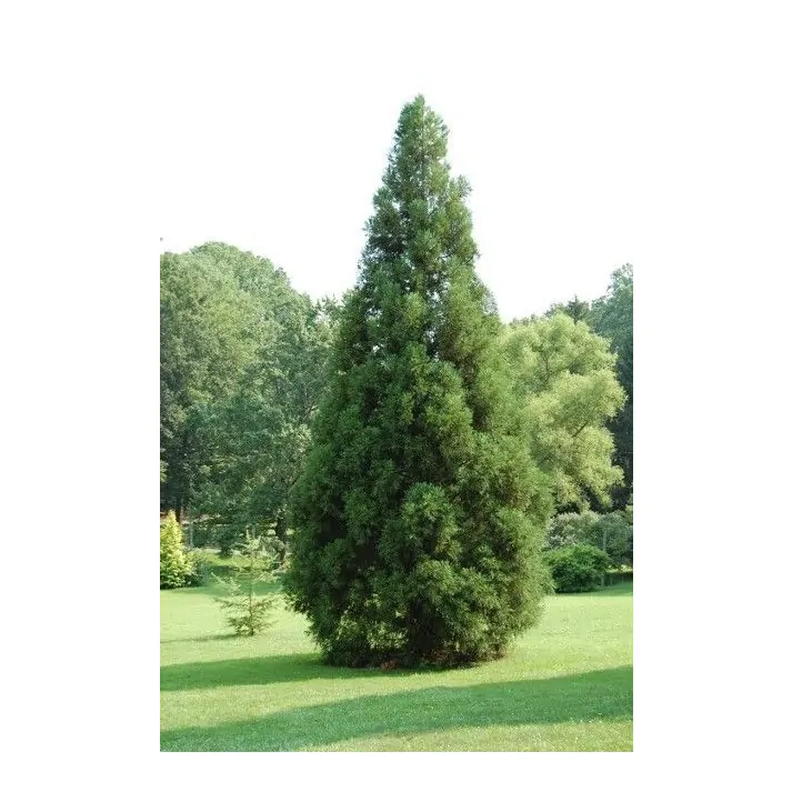 Cryptomeria japonica 'Yoshino' - Yoshino Japanese Cedar Broken