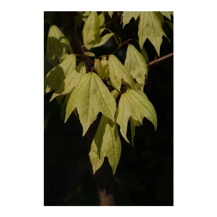 Acer buergerianum 'Wako Nishiki' - Wako Nishiki Trident Maple