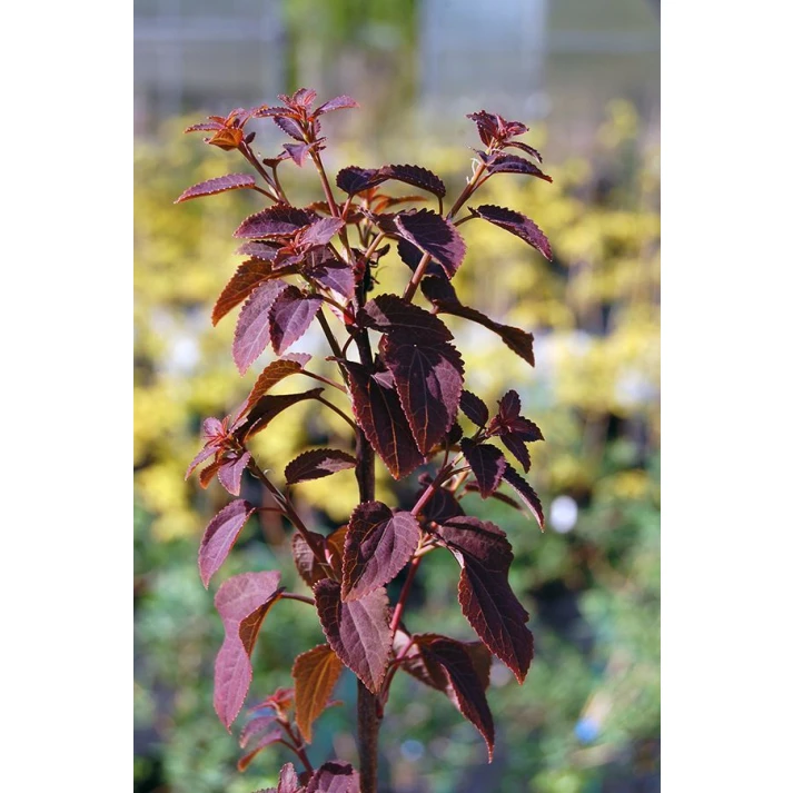 Cercidiphyllum japonicum 'Rotfuchs' ('Red Fox') - Red Fox Katsura