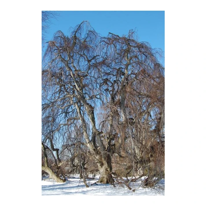Fagus sylvatica 'Pendula' - Weeping European Beech