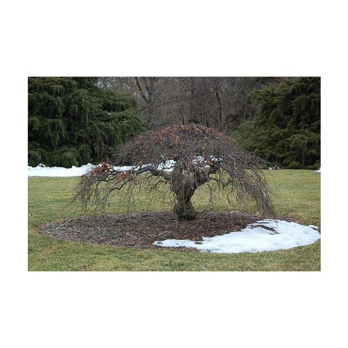 Fagus sylvatica 'Tortuosa' - Contorted European Beech