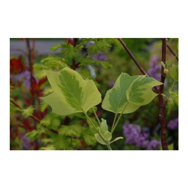Liriodendron tulipifera 'Aureomarginatum' - Variegated Tulip Tree Broken  Arrow Nursery