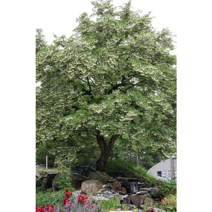 Styrax japonicus - Japanese Snowbell Broken Arrow Nursery