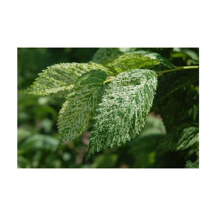 hortensie variegata Hortensie cataratoare cu frunze bicolore si flori delicate