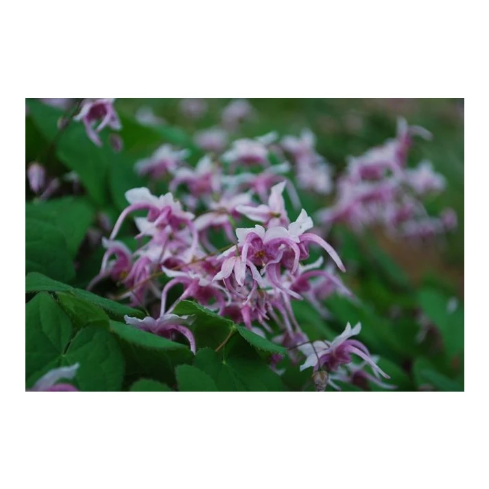 Epimedium x 'Raspberry Rhapsody' - Raspberry Rhapsody Fairy Wings