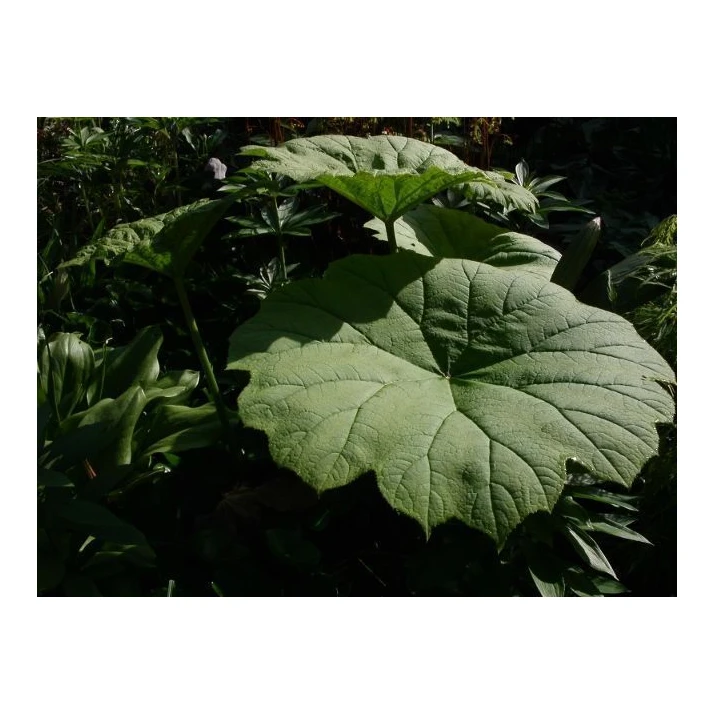 Rodgersia tabularis (Astilboides tabularis) - Rodger's Flower Broken Arrow  Nursery