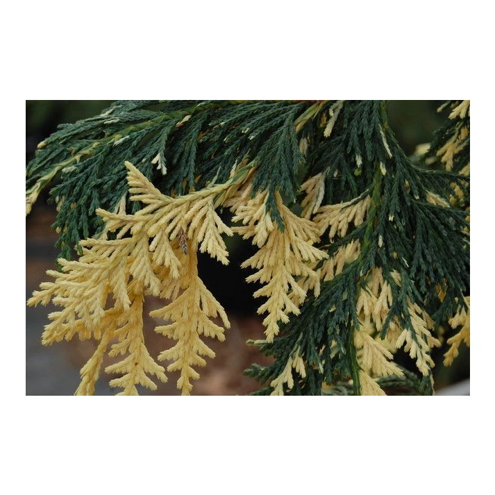 Chamaecyparis nootkatensis 'Sparkling Arrow' - Sparkling Arrow