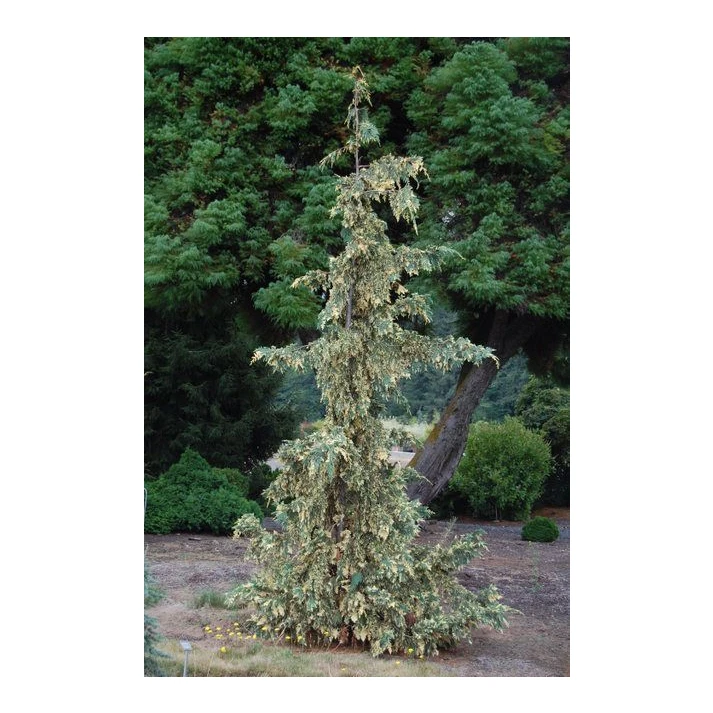 Chamaecyparis nootkatensis 'Sparkling Arrow' - Sparkling Arrow