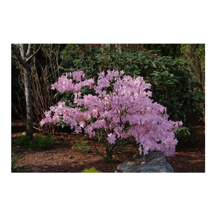 Rhododendron schlippenbachii - Royal Azalea
